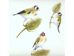 Watercolour painting of Goldfinches
