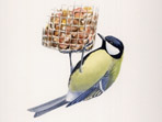 Great Tit