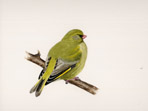 Greenfinch
