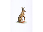 Brown Hare