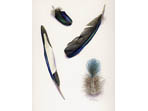 Watercolour of feathers 