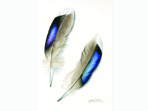 Watercolour of Mallard Feathers