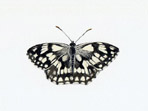Marbled White