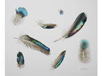 Watercolour of Feathers 