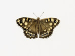 Speckled Wood