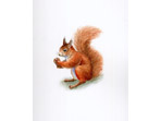 Red Squirrel