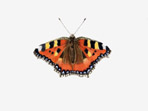 Small Tortoiseshell