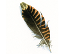 Woodcock feather