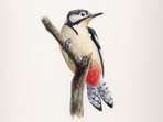 Great spotted Woodpecker