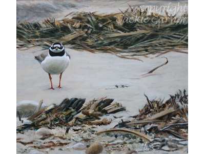 Acrylic painting Ringed Plover