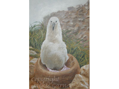 Acrylics painting of Black-browed Albatross Chick