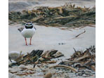 Acrylic painting of Ringed Plover