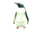 Gentoo penguin