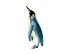 King Penguin