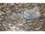 Acrylic painting of Flightless Steamer duck