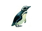 Magellanic penguin