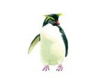 Rockhopper penguin