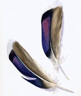 Mallard feathers