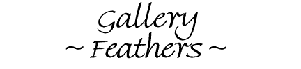 Feathers in online wildlife art gallery
