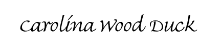 Carolina Wood Duck